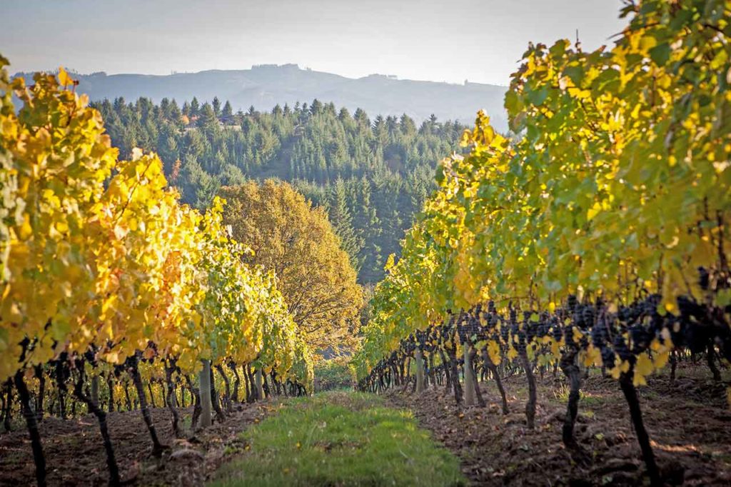 Apolloni Vineyard in Forest Grove, OR in the Tualatin Valley