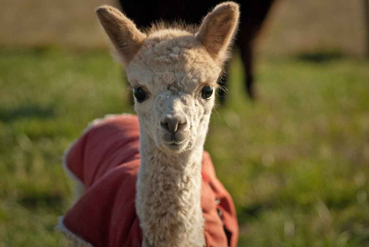 All About Alpacas