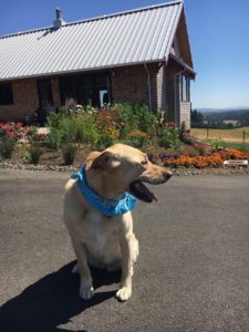 Dog-friendly Hikes