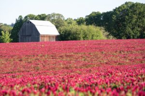 Spring Clover in Oregon's Tualatin Valley