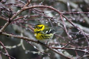 Bird in winter