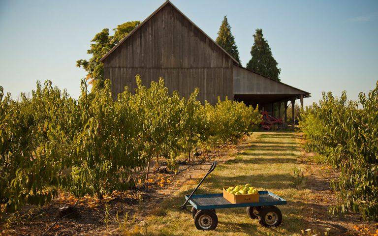 upick apple farm Oregon