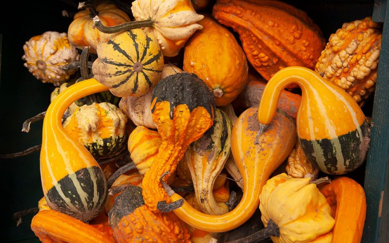 gourds and pumpkins