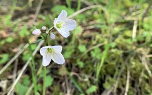 Small white flowers spring