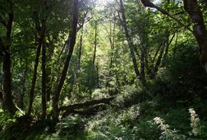 Tree to Sea Scenic Byway