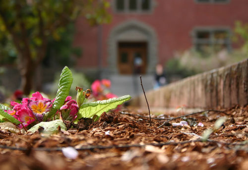 dry leaves on the ground