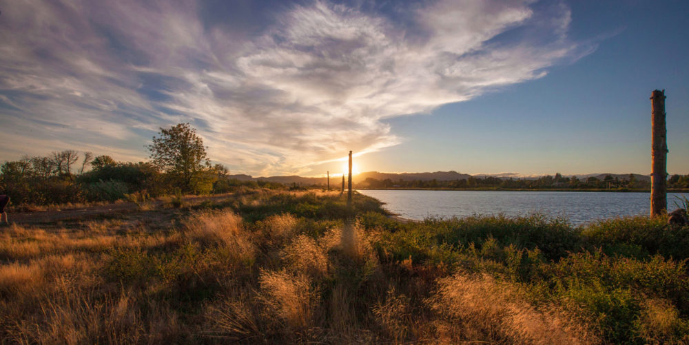 fernhill wetlands