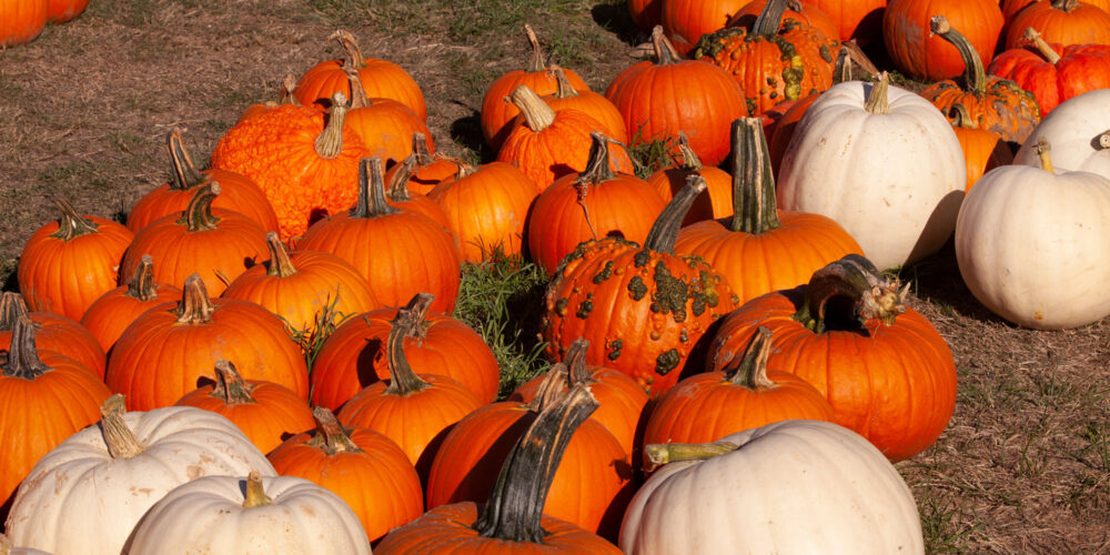 white and orange pumpkins