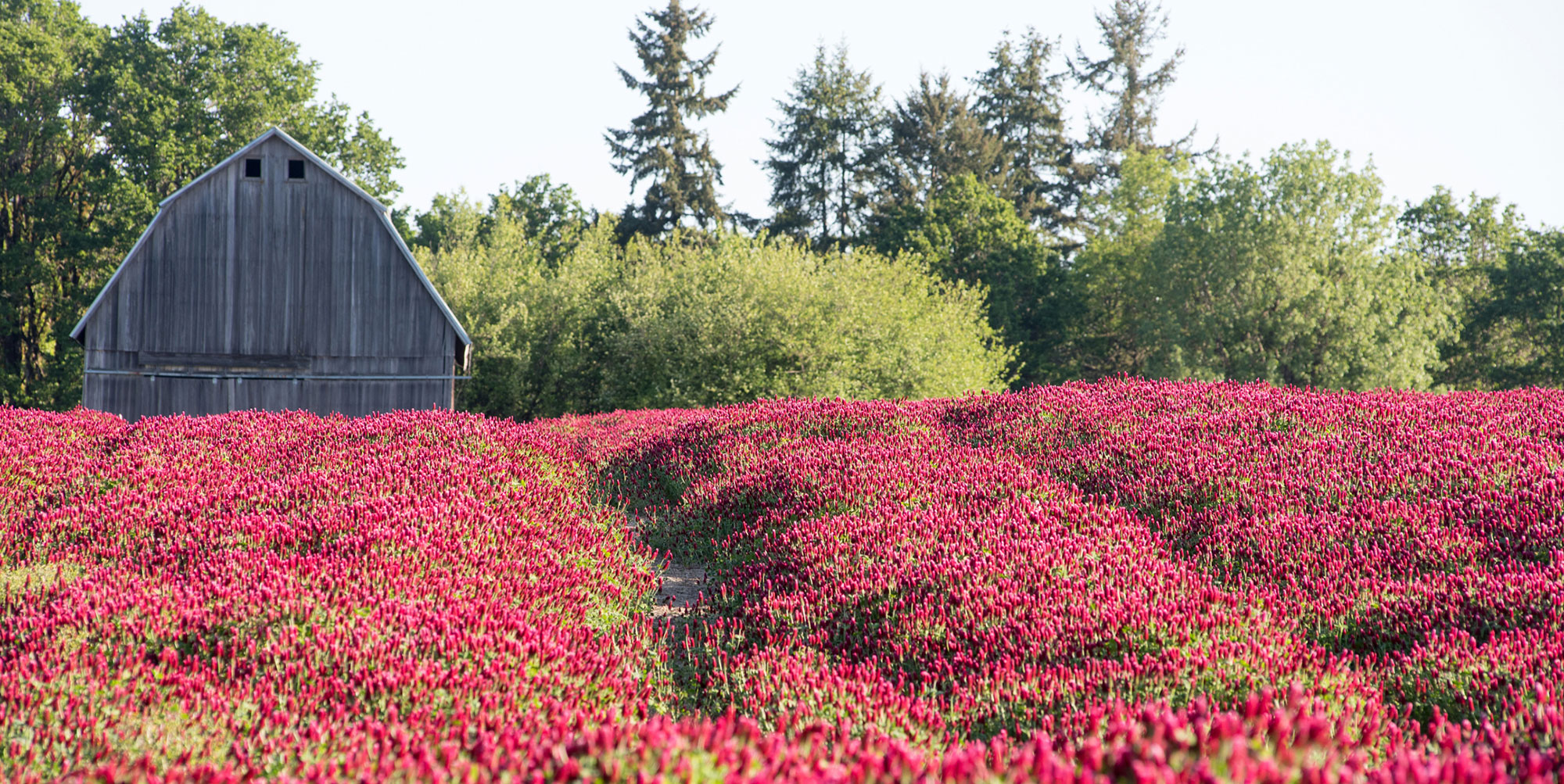 A field of clover and a barn in the background