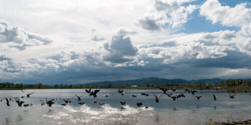 Fernhill Wetlands