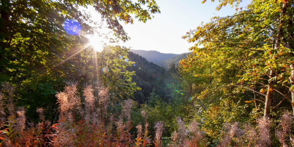 sunset through trees on the edge of the forest