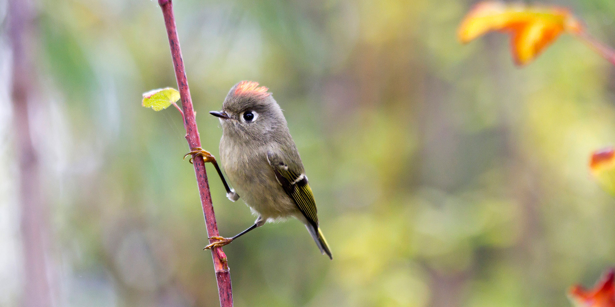 small bird on a branch