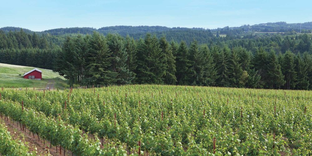 rolling hills filled with grape vines and a small red barn