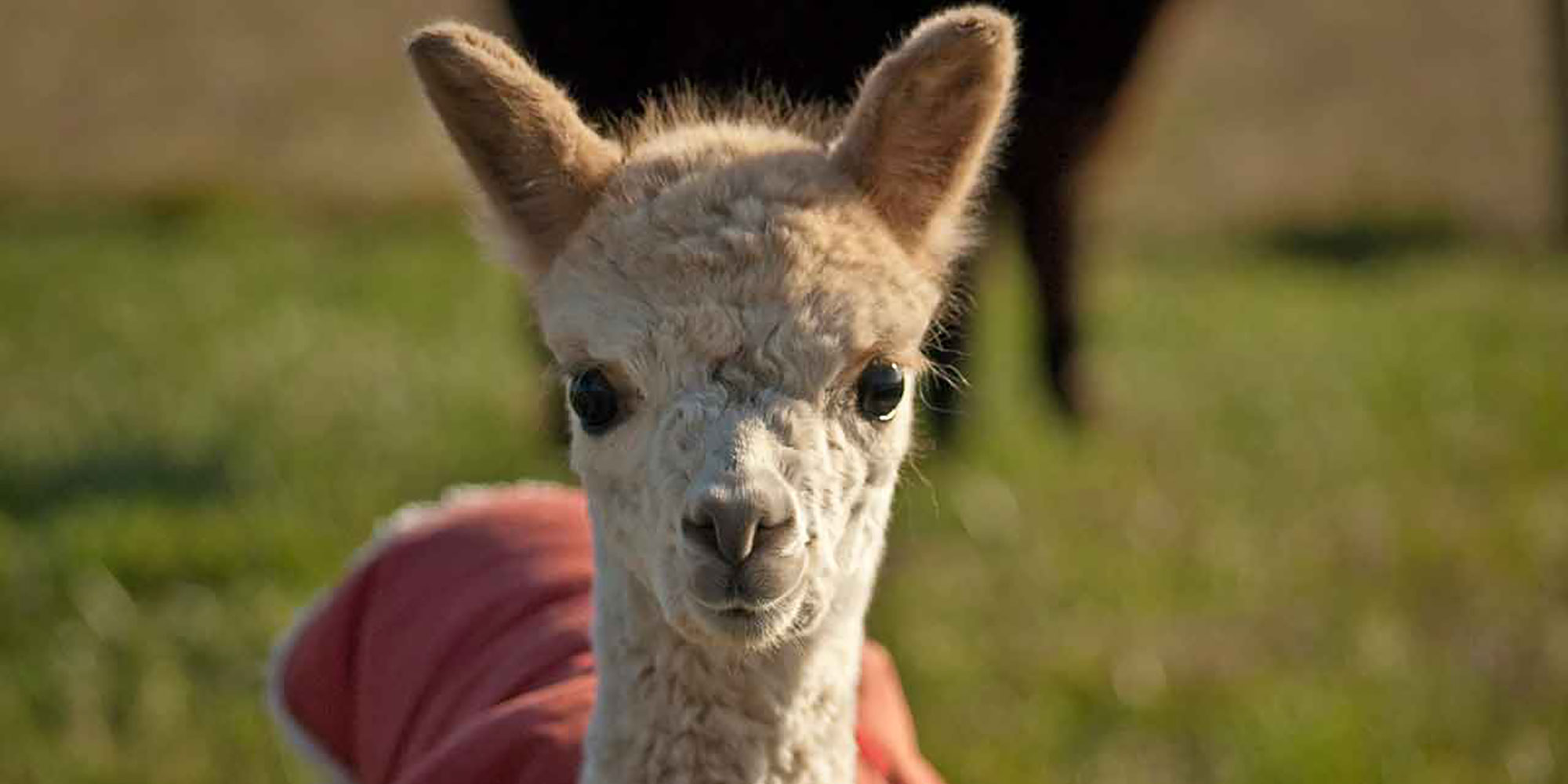 alpaca with a red cover