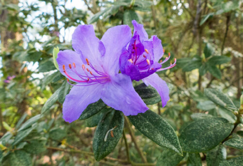 Rood Bridge Park and Rhododendron Garden