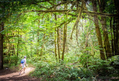 Gales Creek Trail at Tillamook State Forest