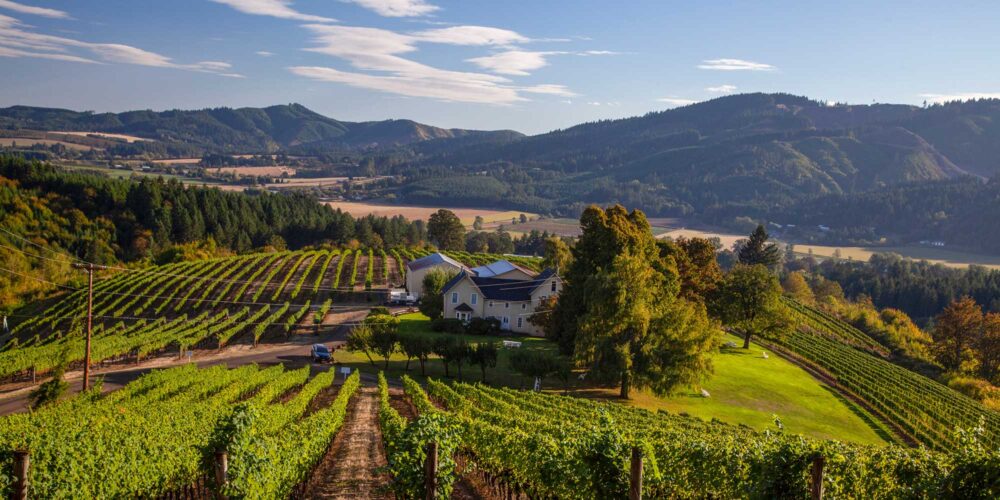 farmhouse in a vineyard