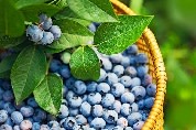 Blueberries FD55641A 01C0 6EE2 BAA58078517084C8 fd556369dd09678 fd556ec9 98b4 937e be98af2402512557 jpg