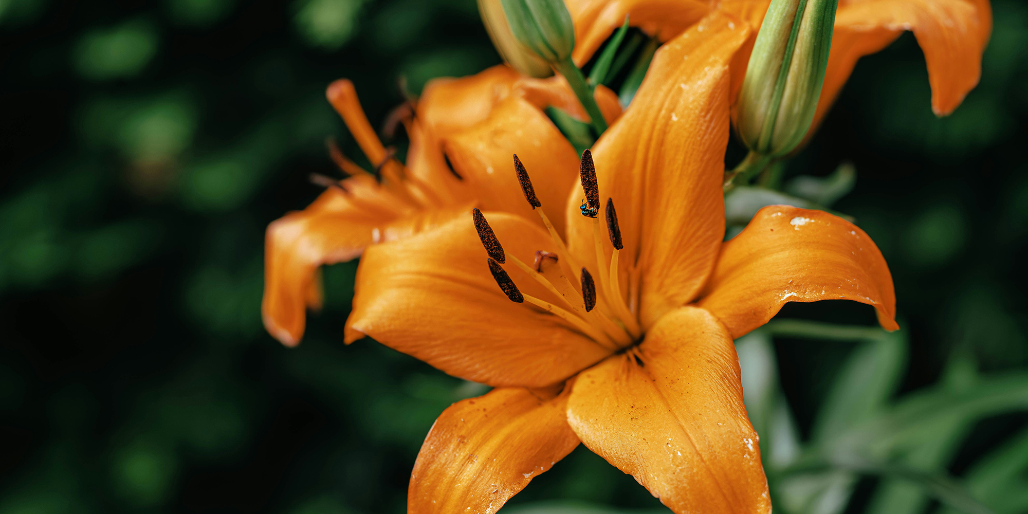 orange lilies