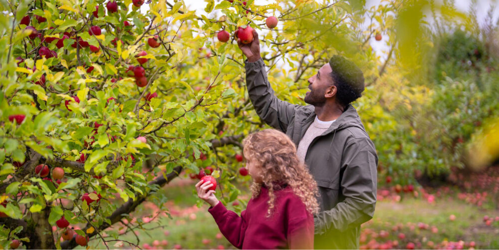 father and daughter picking apples