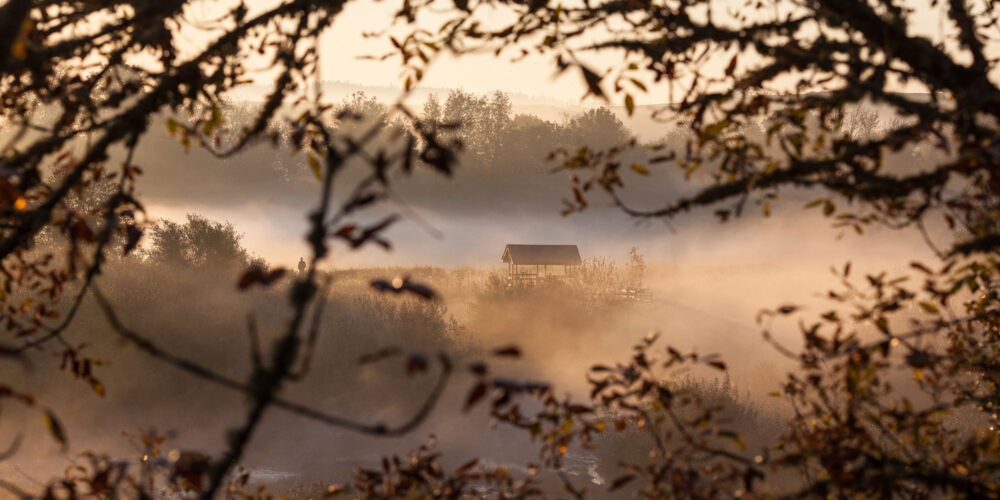 foggy wetlands