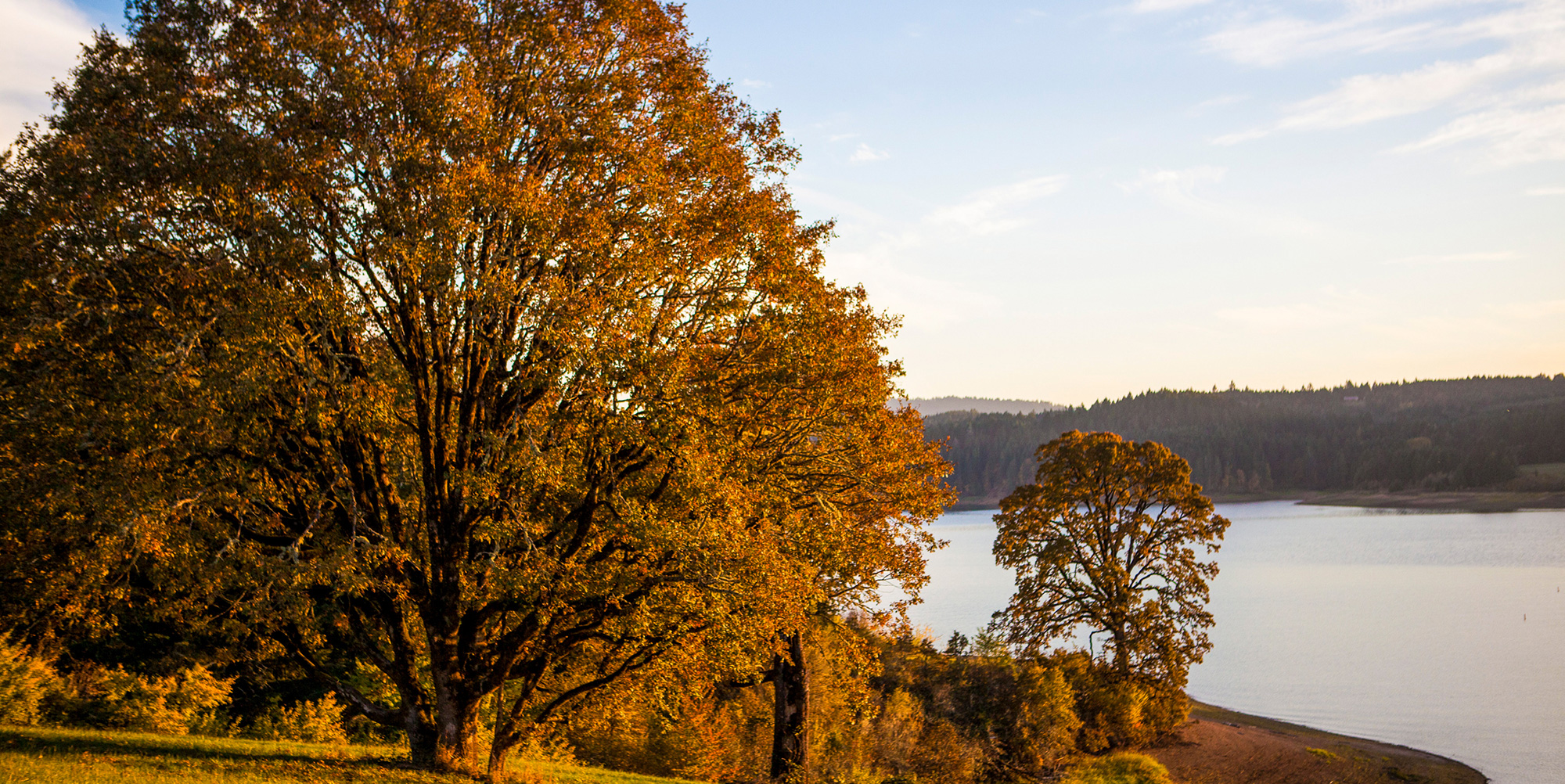 fall trees near a lake