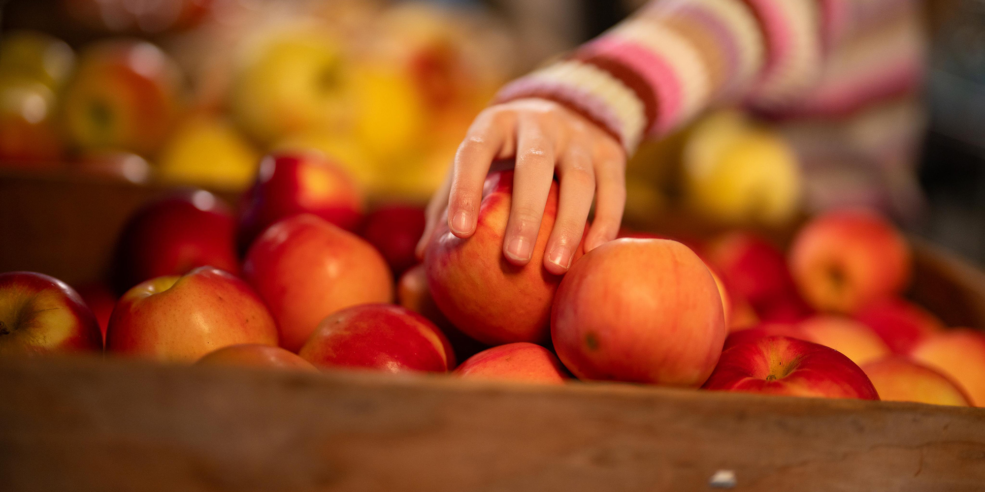 girl reaching into a bowl of apples