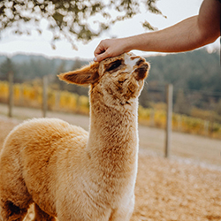 person petting an alpaca