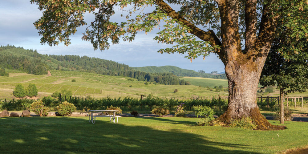 rolling hills and old oak tree