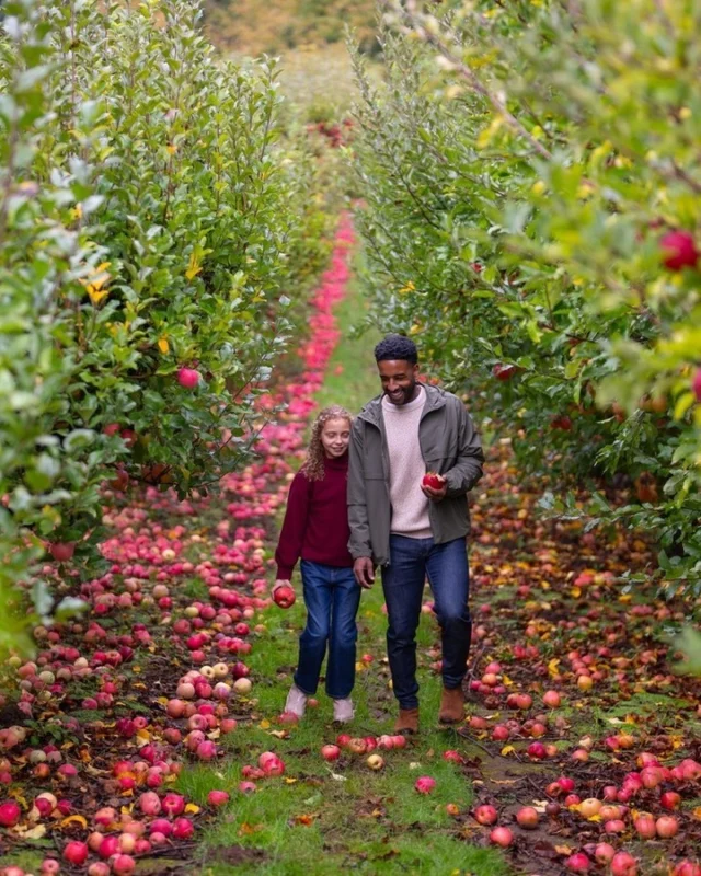 Get your flannels ready, it's almost apple-picking season! 🍎 

Late summer and early fall is when apple orchards across the Tualatin Valley burst with color and delicious fruit. 

Visit the link in our bio to get into the fall spirit and learn more about our u-pick apple orchards.