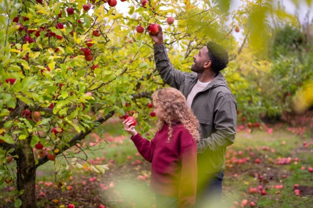 It’s officially apple season in Tualatin Valley! 🍎 Bring your friends and family for a day of apple picking and make the most of the cozy fall vibes at any of these orchards. 

📍 Smith Berry Barn
📍 Oregon Heritage Farms
📍 Bell’s Orchard
📍 Sherwood Orchards

For more information on each farm’s services click the link in our bio!

#TualatinValley #applepicking #appleseason #fallvibes #fallactivities #portlandoregon #cozyseason