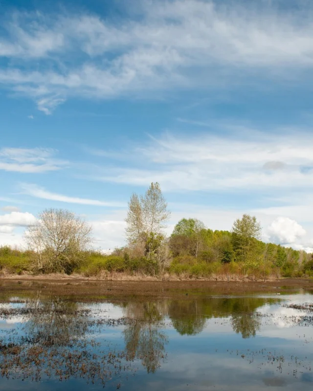 From wetlands to forests, Tualatin Valley’s diverse habitats are home to a variety of bird species year-round, making it the perfect destination for birdwatching! 🐦 

Explore serene spots like Jackson Bottom Wetlands Preserve or the Tualatin River National Wildlife Refuge, where you can catch glimpses of herons, eagles and waterfowl in their natural habitat.

#TualatinValley #birdwatching #wildlife #pnwlife