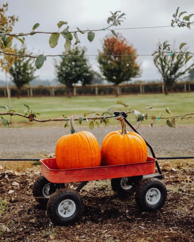 Happy Halloween from Tualatin Valley! Wishing everyone a spook-tacular day filled with treats, laughter, and a dash of fright. Don’t forget to share your costumes and pumpkin carvings with us! Click the link in our bio to stay up to date on all things Fall in the area. 

#cozyseason #halloweekend #exploregon #spookyszn