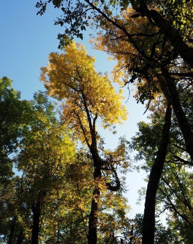 As we gear up to transition into winter, it's a great chance to admire the fall foliage of Tualatin Valley. What's your favorite spot to see the seasons change?

📸 @ceallworth