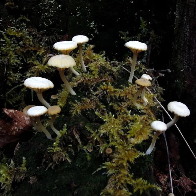 Mushrooms, or Christmas tree ornaments? You tell us. Tualatin Valley is nestled in a temperate rainforest, which means that the forests remain lush and filled with life even during the winter. 

📸 @ceallworth

#mushroomhunting #tualatinvalley #exploregon #fallfoliage #tualatinvalley